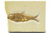 Detailed Fossil Fish (Knightia) - Wyoming #329542-1